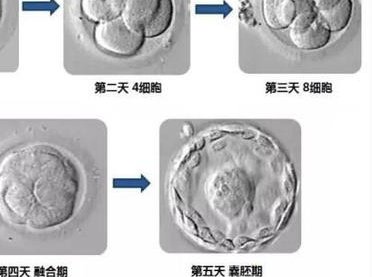 2026年重庆市助孕行业三强公司排名及其服务特点介绍